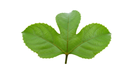 vibrant green leaf with three lobes.
