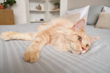Cute beige Maine Coon cat lying on bed at home