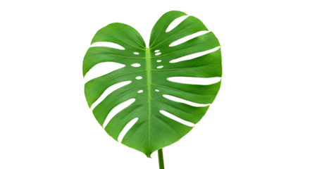 Vibrant Green Monstera Leaf Close Up 2.