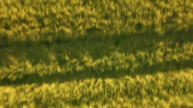 An aerial shot reveals a blurry, textured field of golden-green hues with darker streaks hinting at rows or shadows. The sunlight seems muted