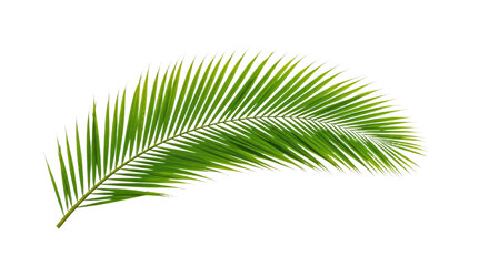 Obraz premium Vibrant Green Palm Frond Isolated on White 1.