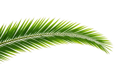 Obraz premium Vibrant Green Palm Frond Isolated on White.