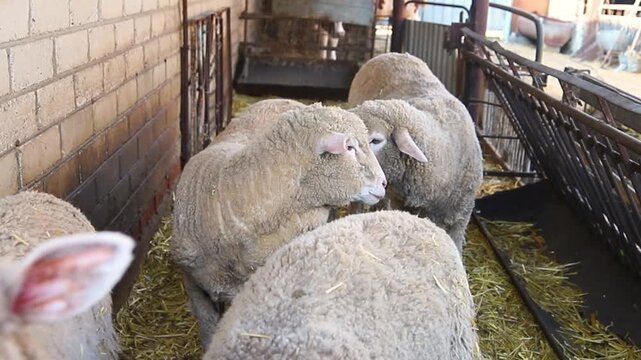 A group of sheep is standing in a barn and eating hay. Agriculture, sheep breeding. The animals stand exactly in a row and have lunch.