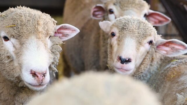 A group of sheep is standing in a barn and eating hay. Agriculture, sheep breeding. The animals stand exactly in a row and have lunch.