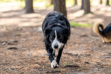 Border Collie in Sunlit Forest