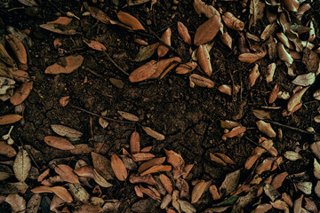 dark foliage on the ground 
