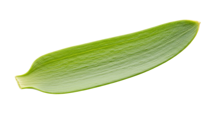 Single vibrant green leaf isolated on white.
