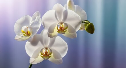 Elegant White Orchid Flowers on Purple and Blue Background