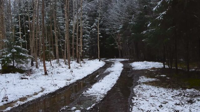 Slowly panning footage of a muddy soft forest road during winter time while white luffy and melting snow is around in the forest under trees and on them. Muddy tire tracks leading into the distance.