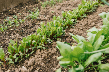 Lush green spinach seedlings in a thriving vegetable garden bed