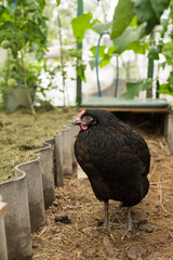 Black hen in natural greenhouse environment with lush foliage