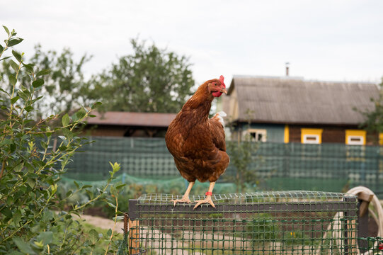 Brown chicken perched on wire fence in rural farm setting
