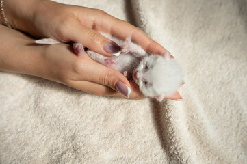 Gentle hands cradling a newborn white kitten on soft fabric