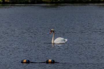 Serene swan on tranquil lake