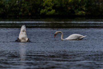 Swans in a tranquil lake scene