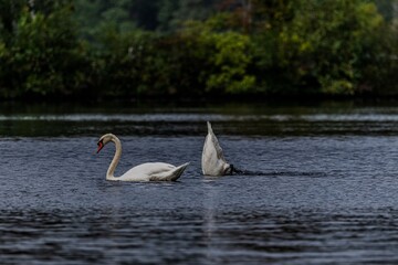 Swans swimming in a tranquil lake.