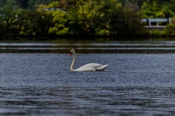Serene swan on a tranquil lake