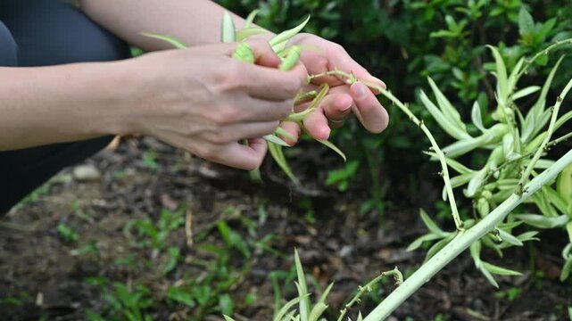 Someone hands picking small flowering of Furcraea foetida (or False Agave) It flowers only once in its life. After flowering, the mother plant dies, but will leave some new young plants all around.