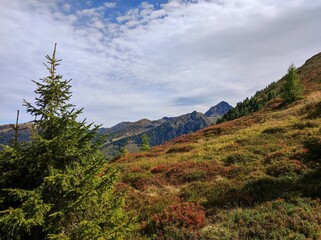 A breathtaking alpine mountain scene featuring a lone evergreen pine tree in the foreground, colorful autumn shrubs, and rolling hills leading to rugged mountain peaks under a partly cloudy blue sky. 