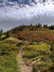 A rugged mountain path winds through colorful alpine meadows and bushy slopes on Planai mountain in Schladming, Austria. Vibrant summer or early autumn foliage and scattered pine trees.