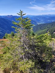 A lone spruce tree growing on a mountain slope with a breathtaking view of alpine valleys and distant peaks. 