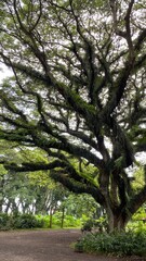 Tall Tree with Spreading Branches and Green Foliage