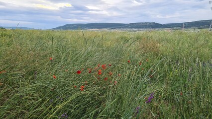 A serene landscape featuring a grassy field with wildflowers. The scene includes a cloudy sky and distant hills, providing ample copy space for text.