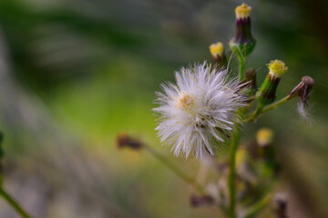 flower of a thistle
