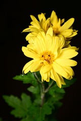Vibrant Yellow Flowers Close-Up