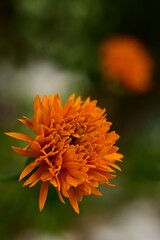 Vibrant Orange Flower Close-Up