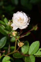 Blooming white rose with buds and green leaves.