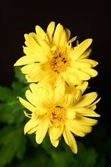 Vibrant Yellow Flowers Close-Up