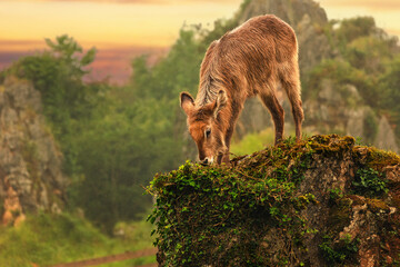 Water conch chick on a rocky cliff at sunset in the wild