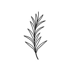 Fototapeta premium Simple outline drawing of a rosemary sprig on transparent background