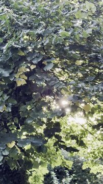 Luce e raggi di sole filtrano attraverso la fitta chioma di un albero di tiglio