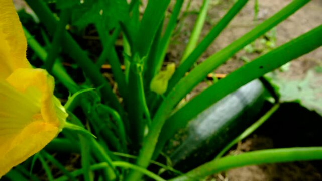 Super close up of zucchini flower in full bloom and moving camera toward fruit resting on ground ready to be harvested while growing veggies in sand rich soil