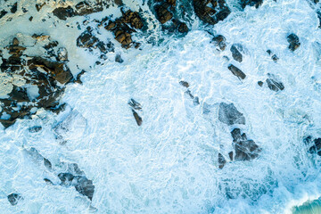 A powerful symbol of strength and endurance in a harsh environment A Natural Survivor