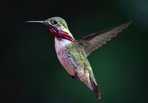 close up of colorful male calliope hummingbird in flight in summer  in broomfield, colorado