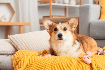 Cute Corgi dog with plaid and toy lying in pet bed at home, closeup