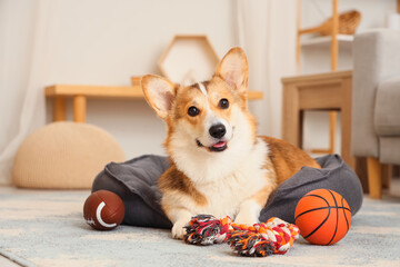 Cute Corgi dog with toys lying in pet bed at home