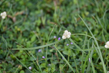 Kyllinga nemoralis grass. Its common names white water sedge and  whitehead spikesedge. It is a plant species in the sedge family, Cyperaceae. It found in shaded meadows, rock crevices and road sides.
