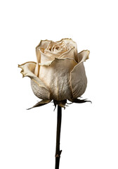 Obraz premium Desiccated rose, brittle faded off-white petals, gnarled stem, extreme macro, sharp focus on texture, transparent studio, Concept of forgotten history and passage of time