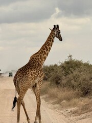Girafe traversant une piste sablonneuse dans le parc national d’Amboseli, Kenya, avec un...