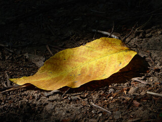 A Single Fallen Leaf on Forest Ground
