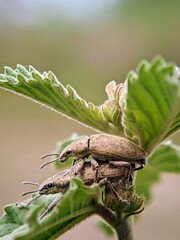Rare Moment: A Pair of Spotted Weevils (Otiorhynchus sulcatus) Mating in Their Natural Habitat.