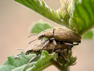 Animal Behavior: Weevil Beetle (Otiorhynchus sulcatus) Pairs Unite in Mating Process in the Wild.