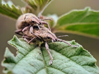 Animal: Two Weevil Beetles (Otiorhynchus sulcatus) Moving Together on a Soft Leaf Surface.