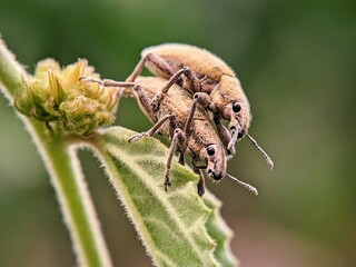 Macro Lens: Brown Color of Weevil Beetle (Otiorhynchus sulcatus) on Hairy Green Leaf.