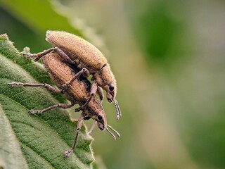Body Details: Pair of Weevil Beetles (Otiorhynchus sulcatus) Showing Body Parts Joined During Mating.