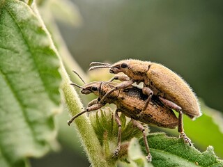 Macro Photography: Weevil Beetle (Otiorhynchus sulcatus) with its Legs and Snout on a Leaf.